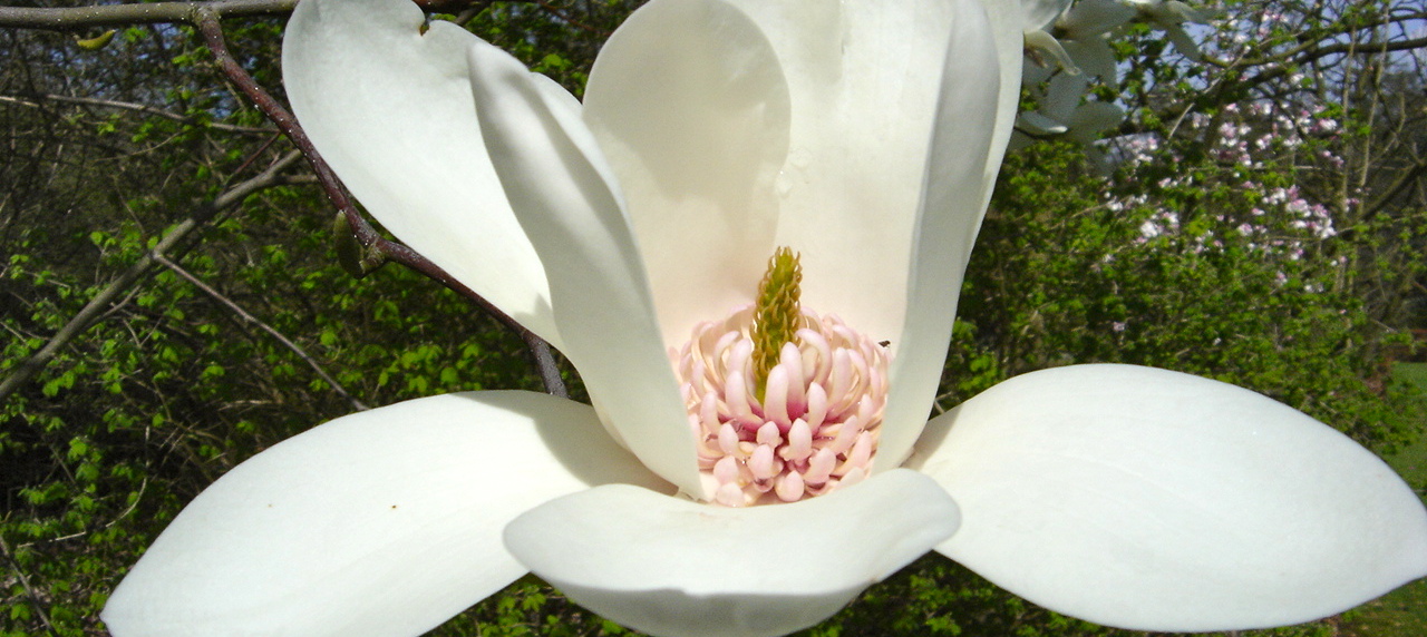 Image result for magnolia